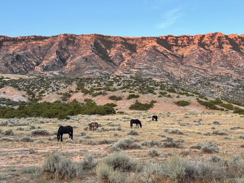 Wild Horses, Bighorn Sheep, and the Canyon's Incredible Wildlife