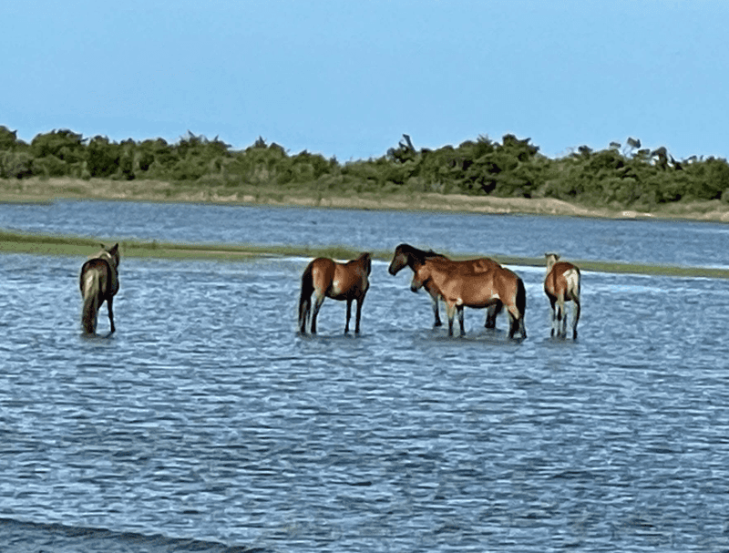 Wild Horses of Shackleford Banks