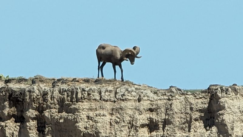 Wild Neighbors: The Animals That Call Pine Ridge Home Wild Neighbors: The Animals That Call Pine Ridge Home