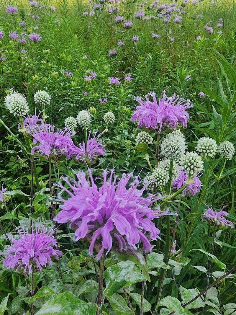 Wildflowers That Stop You Mid-Trail Wildflowers That Stop You Mid-Trail
