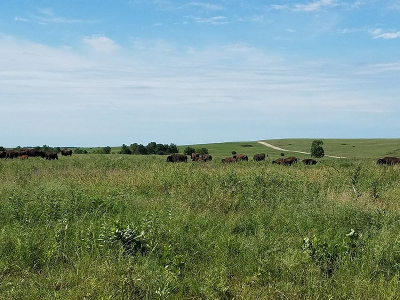 Wildflowers and Seasonal Changes: The Prairie Through the Year Wildflowers and Seasonal Changes: The Prairie Through the Year