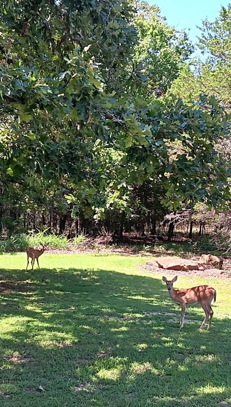 Wildlife Along the Route: Deer, Turkeys, and More