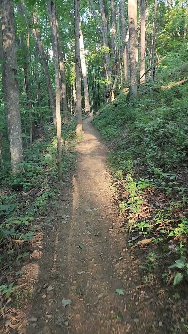 Wildlife Along the Trail: Bears, Squirrels, and More