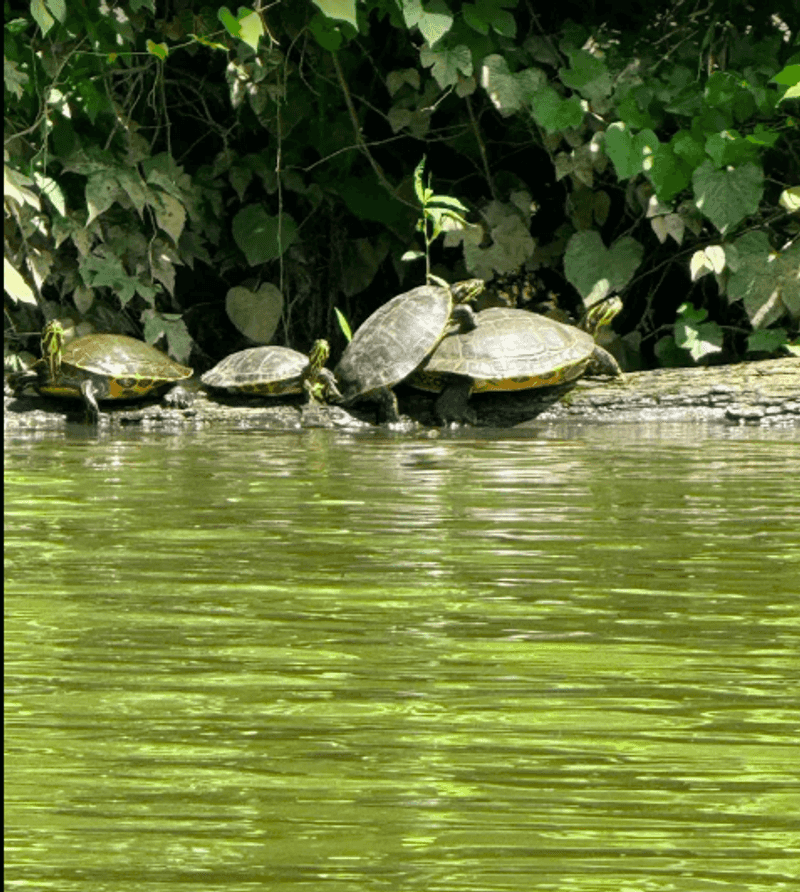 Wildlife Along the Water That Keeps Things Interesting Wildlife Along the Water That Keeps Things Interesting