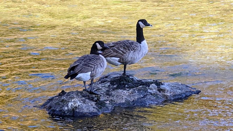Wildlife Along the Way