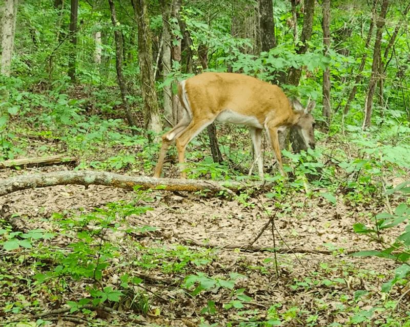 Wildlife And Nature That Shows Up Without Warning