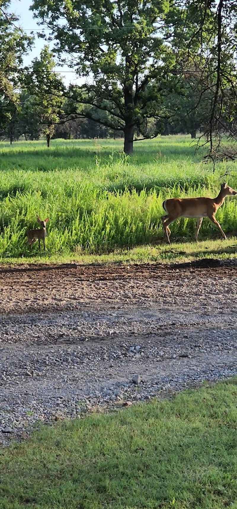 Wildlife Beyond Bison: Deer, Coyotes, Birds, and Turtles