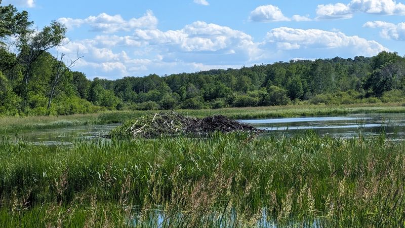 Wildlife Beyond Eagles: What Else You Might See Wildlife Beyond Eagles: What Else You Might See