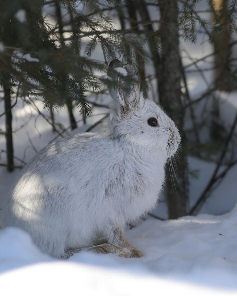 Wildlife Beyond the Birds Wildlife Beyond the Birds