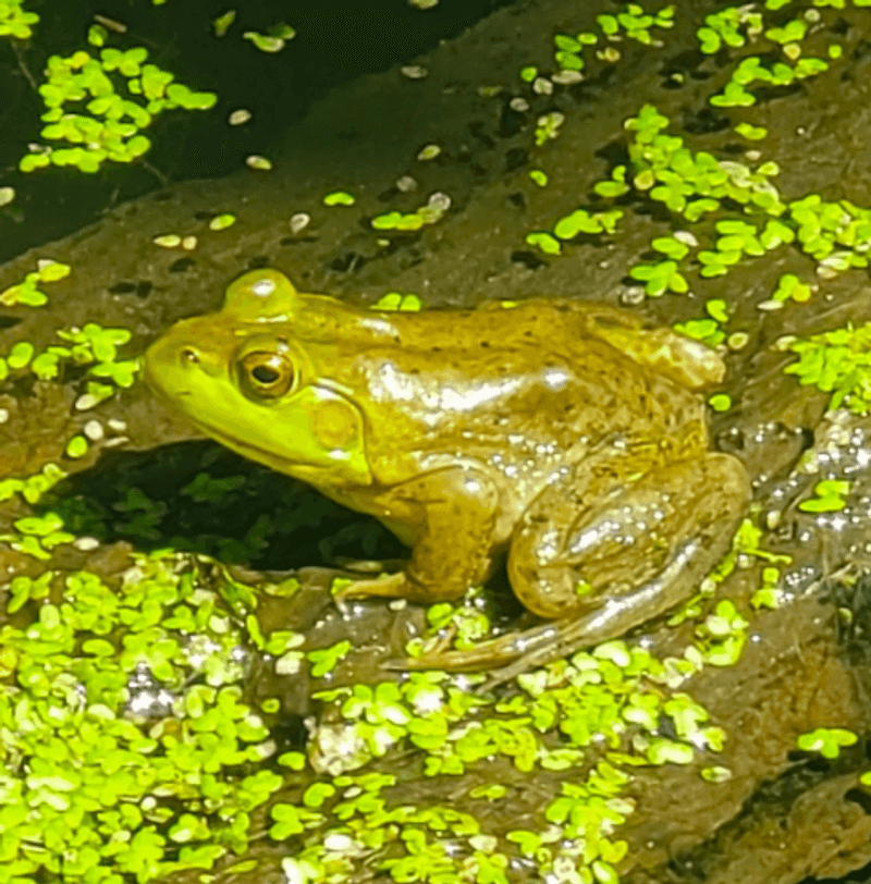 Wildlife Beyond the Birds