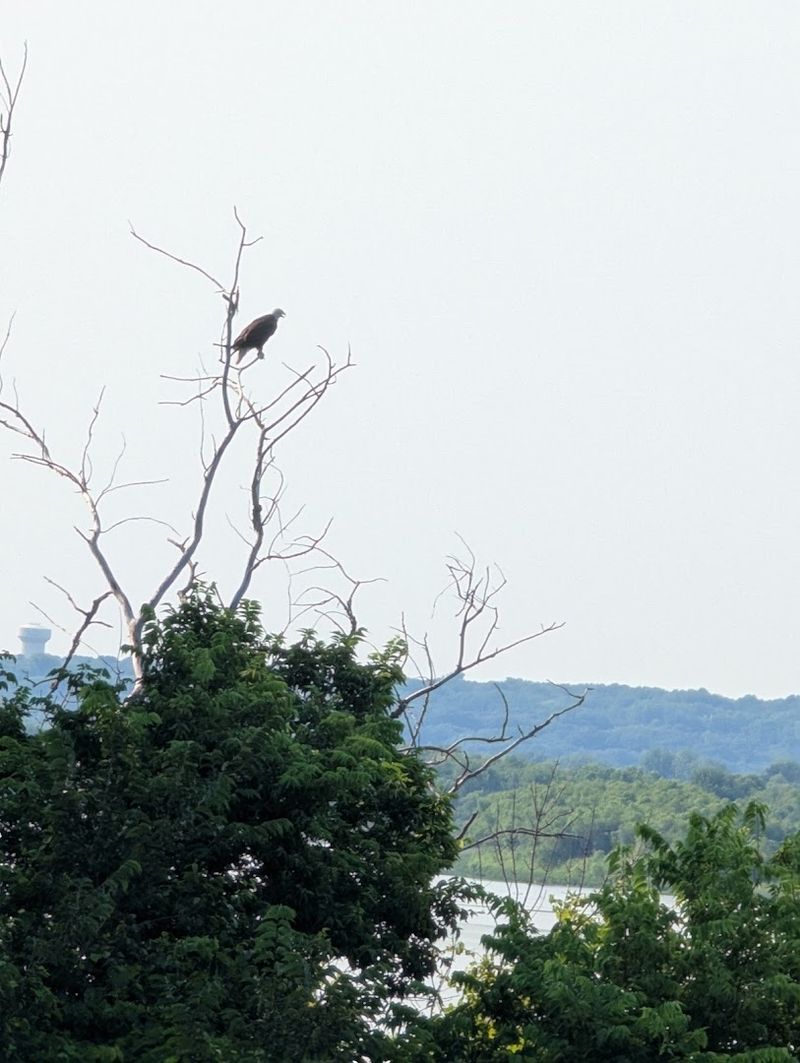 Wildlife Beyond the Bison Wildlife Beyond the Bison