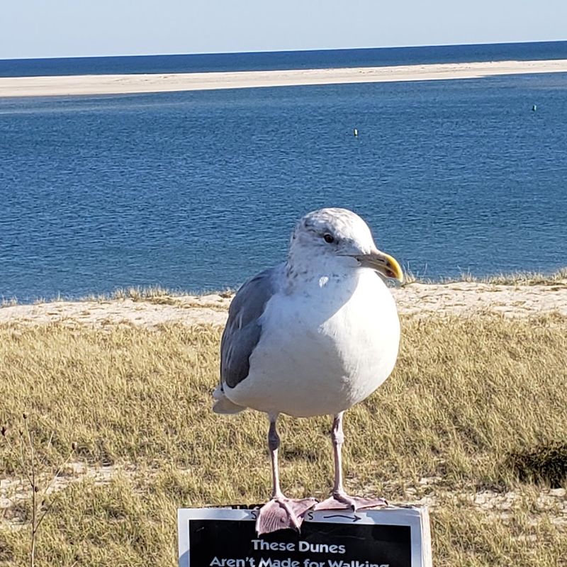Wildlife Beyond the Seals