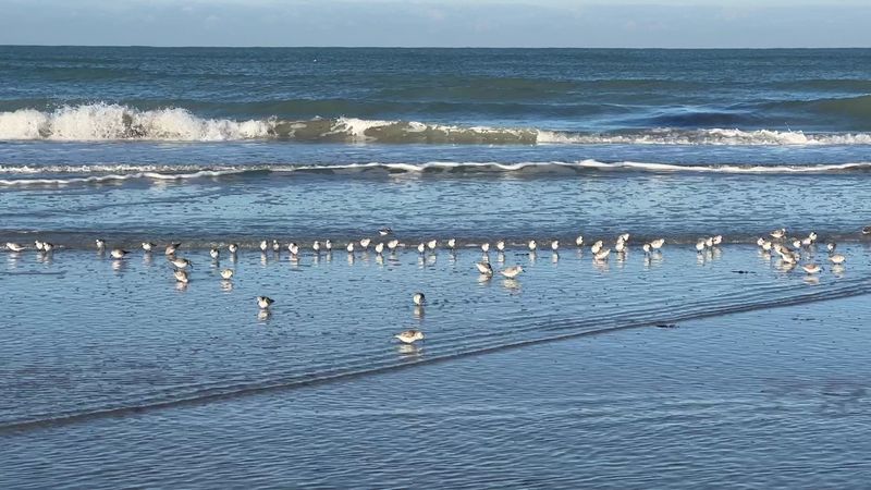 Wildlife Beyond the Turtles