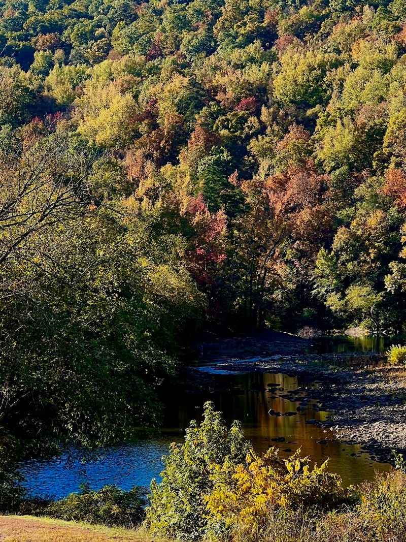 Wildlife, Black Bears, and the Wild Side of Franklin County