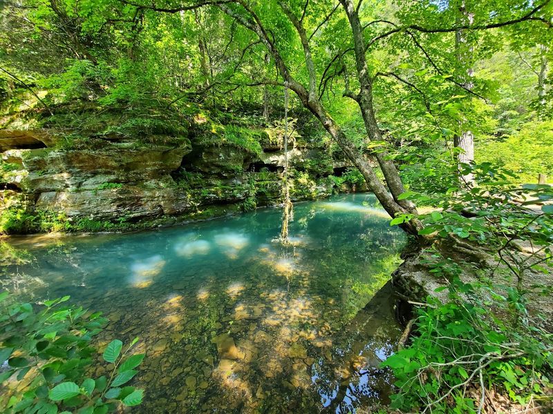 Wildlife, Flora, and the Living Forest Around You