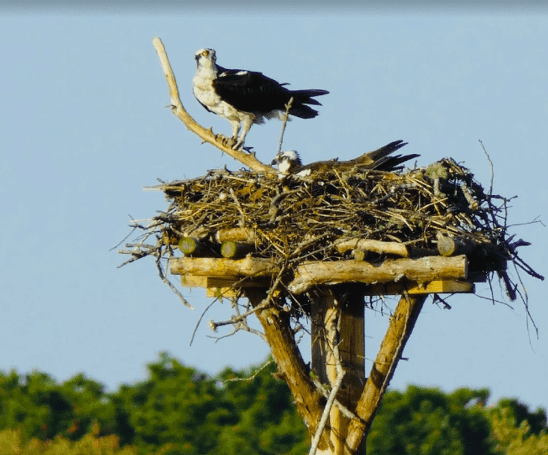 Wildlife Sightings Are Part of the Deal