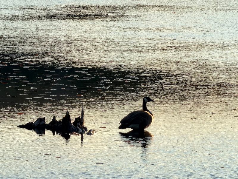 Wildlife That Belongs Further North Wildlife That Belongs Further North