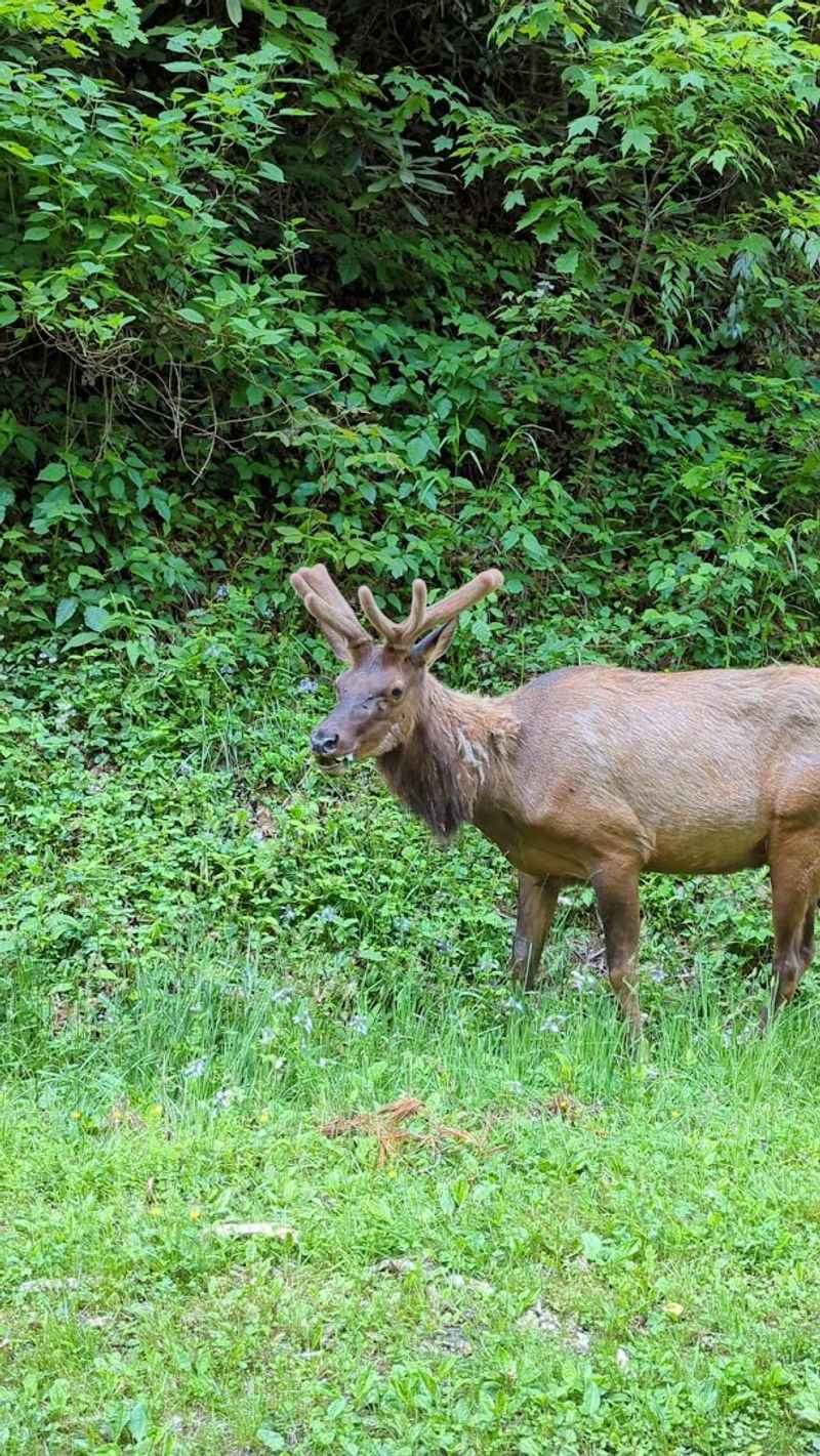 Wildlife That Calls This Place Home Wildlife That Calls This Place Home
