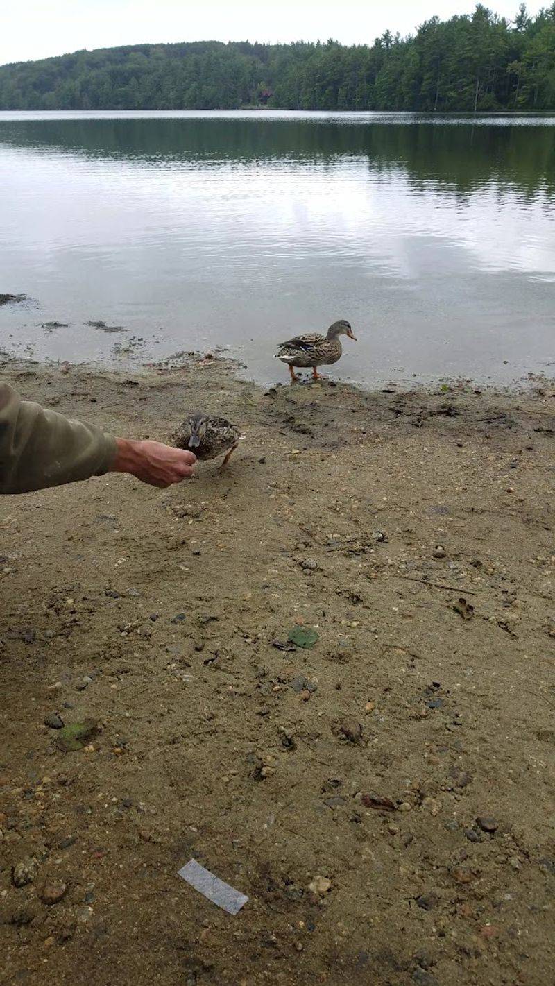 Wildlife That Makes Every Walk an Event Wildlife That Makes Every Walk an Event