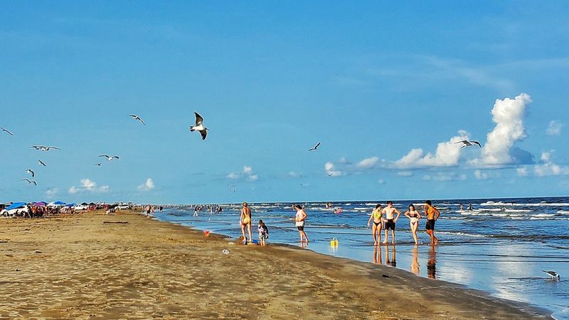 Wildlife That Shares the Beach With You