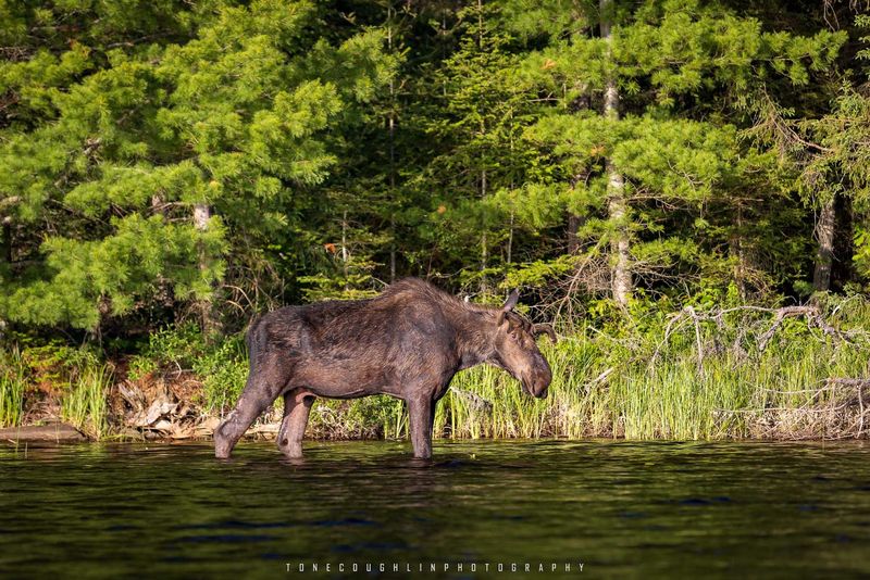 Wildlife That Shows Up When You Least Expect It