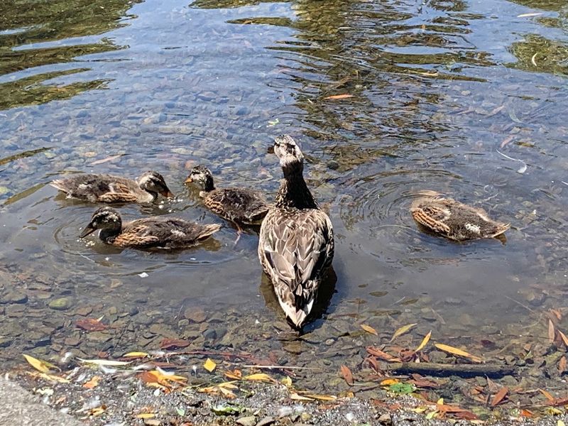 Wildlife That Shows Up Without Any Schedule Wildlife That Shows Up Without Any Schedule
