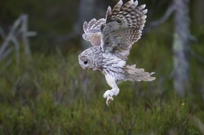 Wildlife That Shows Up Without Warning and Stays in Your Memory
