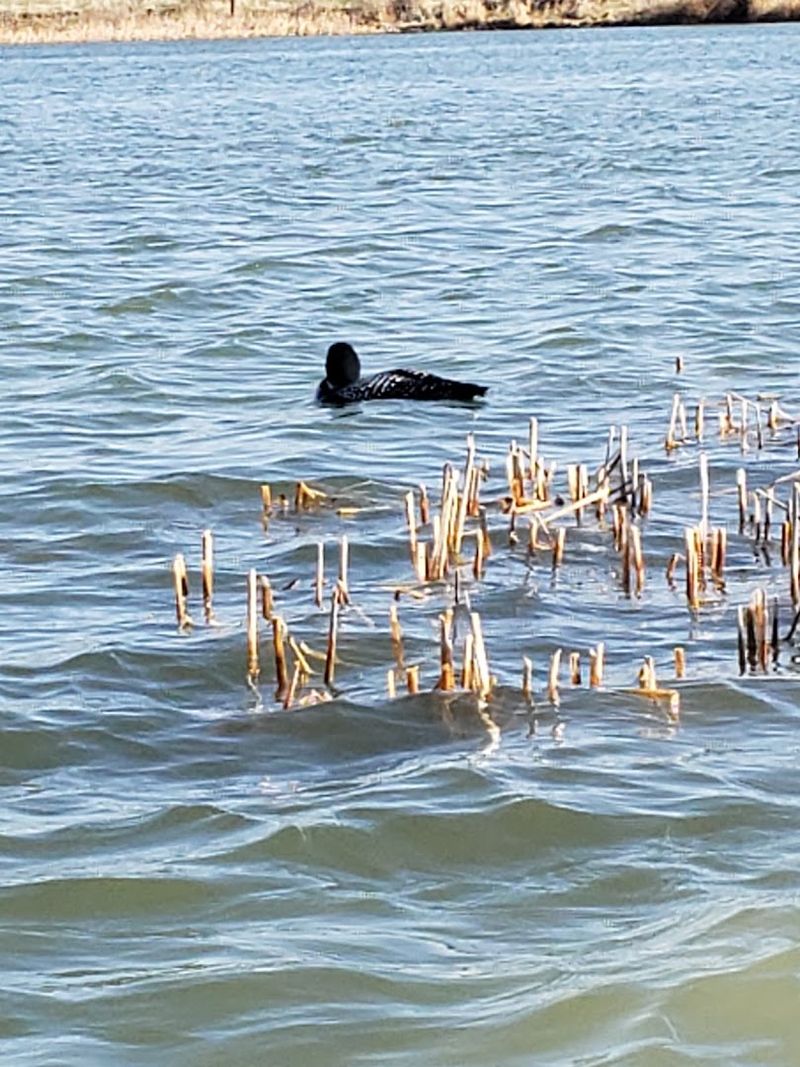 Wildlife That Shows Up Without an Invitation Wildlife That Shows Up Without an Invitation