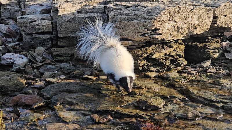 Wildlife That Shows Up Without an Invitation Wildlife That Shows Up Without an Invitation