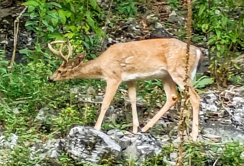Wildlife You Did Not Have To Go Far To Find