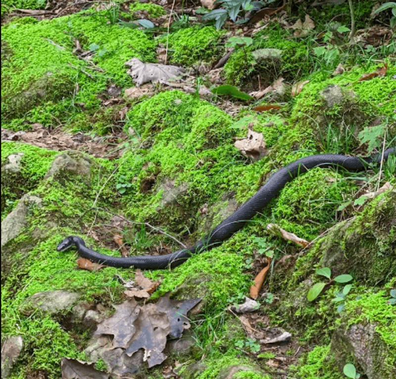 Wildlife You Might Encounter On The Way Up Wildlife You Might Encounter On The Way Up