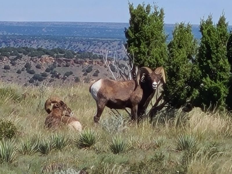 Wildlife You Might Meet Along the Way Wildlife You Might Meet Along the Way