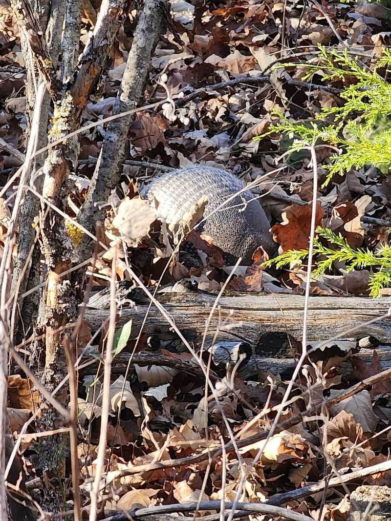 Wildlife You Might Spot Along the Way Wildlife You Might Spot Along the Way