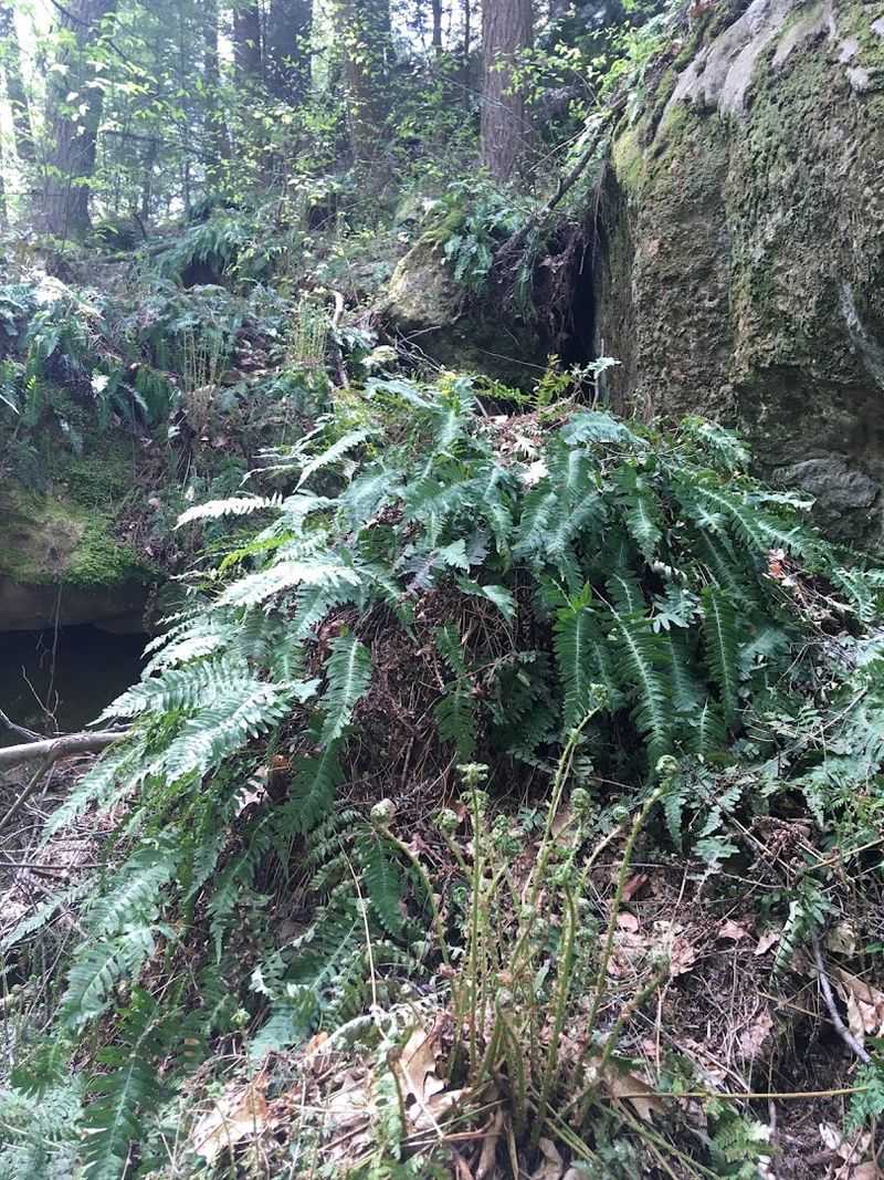 Wildlife and Forest Life in the Ravine