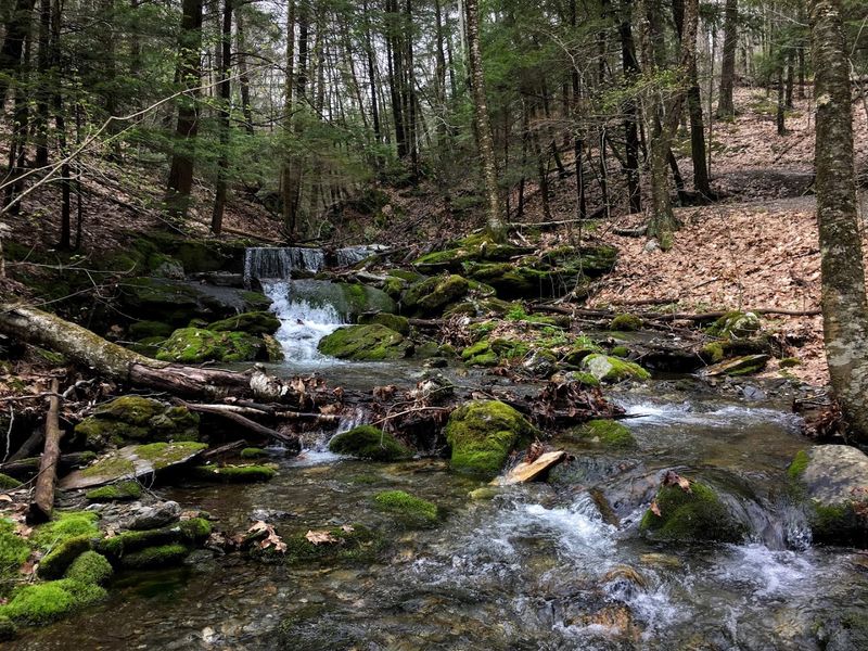Wildlife and Natural Ecology of the Berkshires