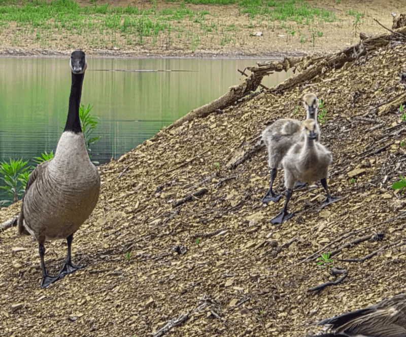 Wildlife and What You Might See on the Trails