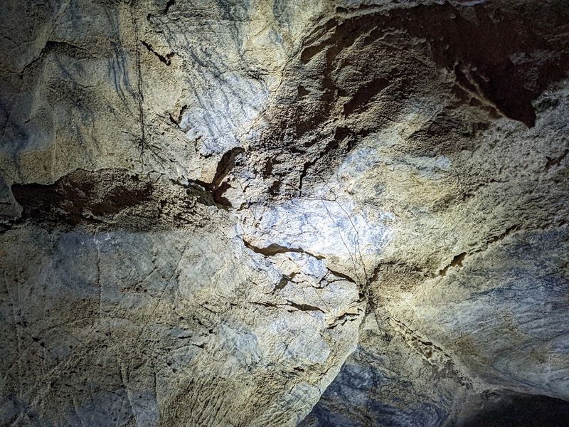 Wildlife in the Dark: Bats and Cave Creatures Wildlife in the Dark: Bats and Cave Creatures