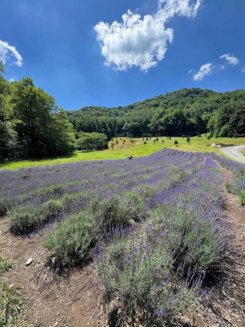 Windy Hill Lavender Farm, Blue Ridge Mountains Windy Hill Lavender Farm, Blue Ridge Mountains