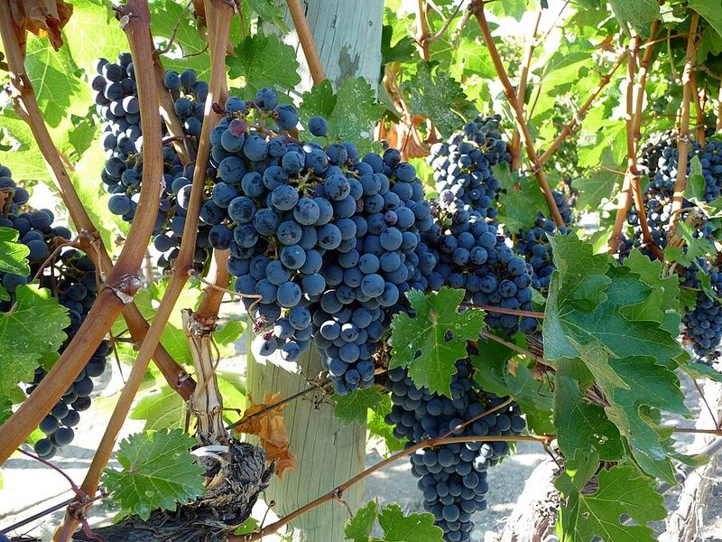 Wine Grapes Wine Grapes