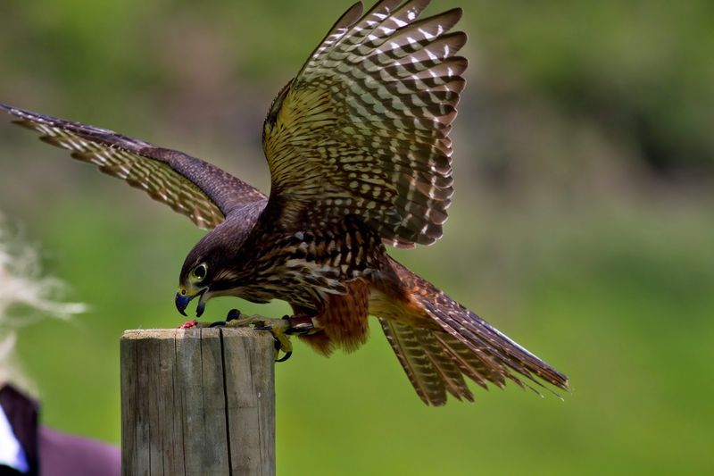 Wingspan National Bird of Prey Centre, Rotorua, New Zealand