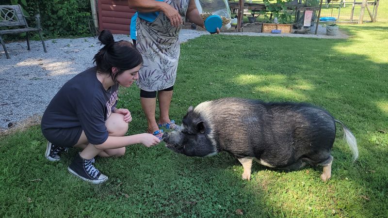 Winston the Potbellied Pig Is a Star Winston the Potbellied Pig Is a Star