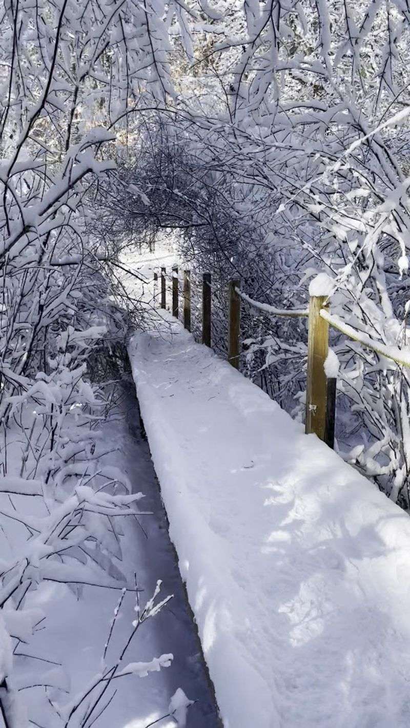 Winter At The Pond: A Different Kind Of Visit Winter At The Pond: A Different Kind Of Visit