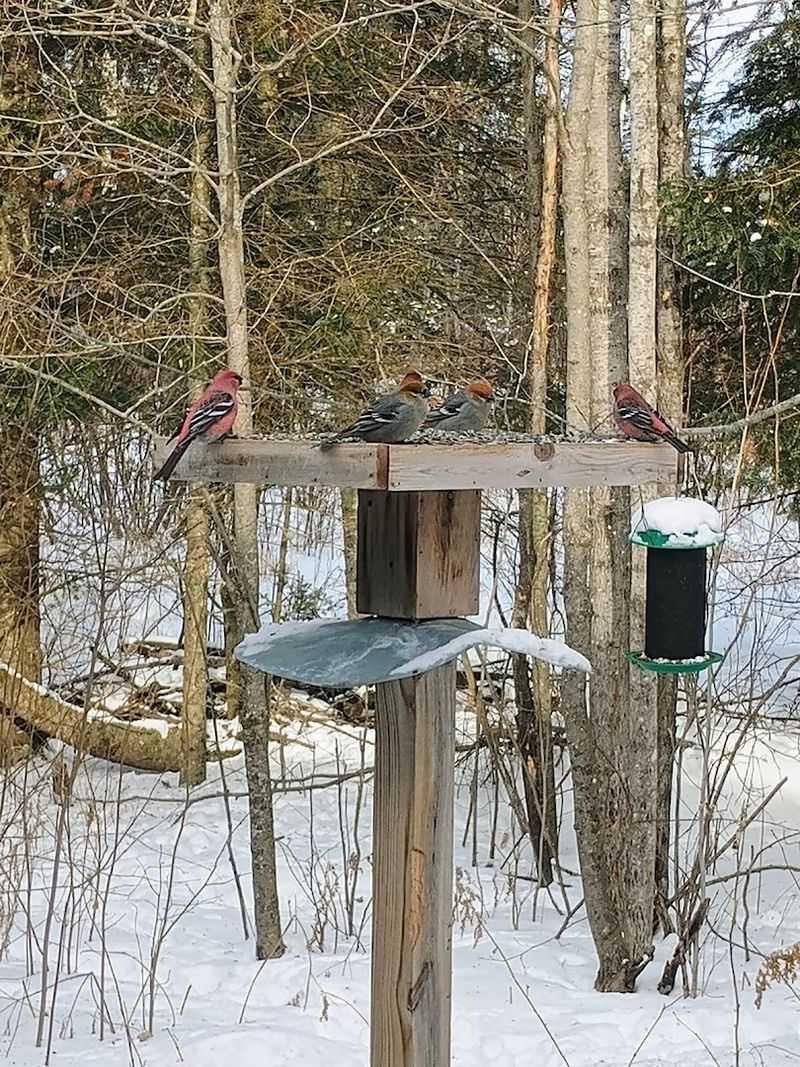 Winter Birding Season at Its Finest Winter Birding Season at Its Finest
