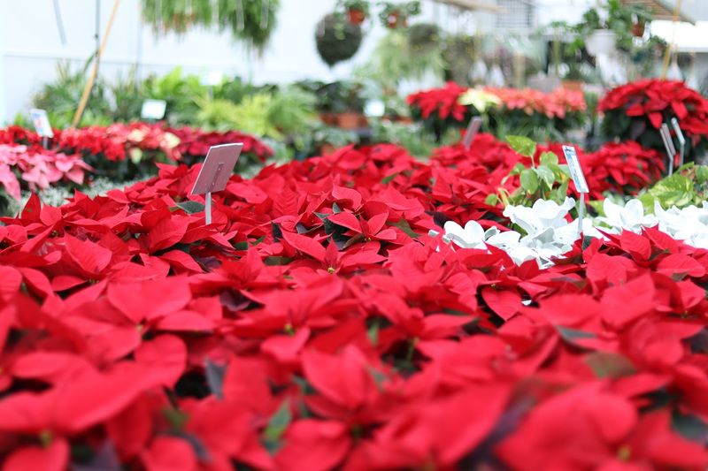 Winter Warmth Courtesy of Poinsettias Winter Warmth Courtesy of Poinsettias