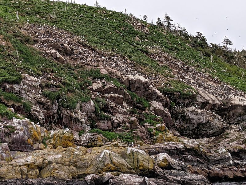 Witless Bay Ecological Reserve, Bay Bulls, Newfoundland and Labrador, Canada