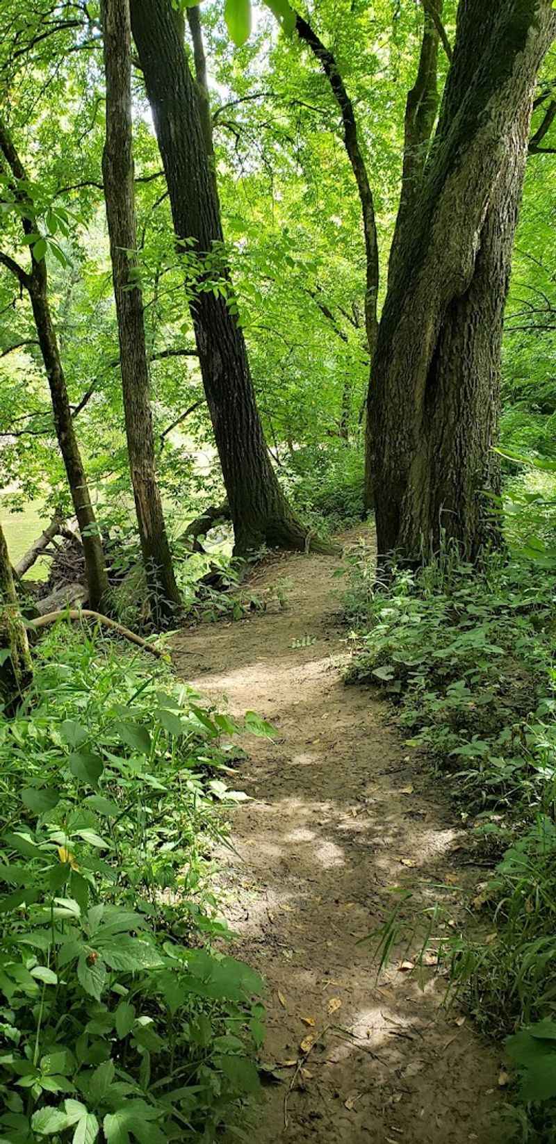Wooded Hiking Trails Along the Creek Banks Wooded Hiking Trails Along the Creek Banks