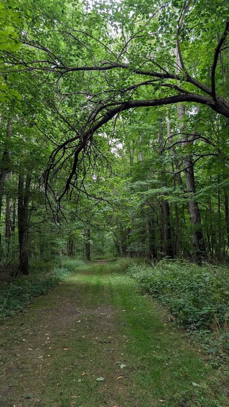Wooded Trails Full of Unexpected Mushroom Discoveries