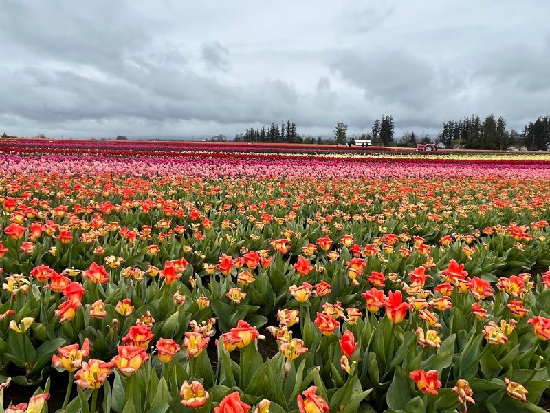 Wooden Shoe Tulip Farm, Woodburn, Oregon Wooden Shoe Tulip Farm, Woodburn, Oregon