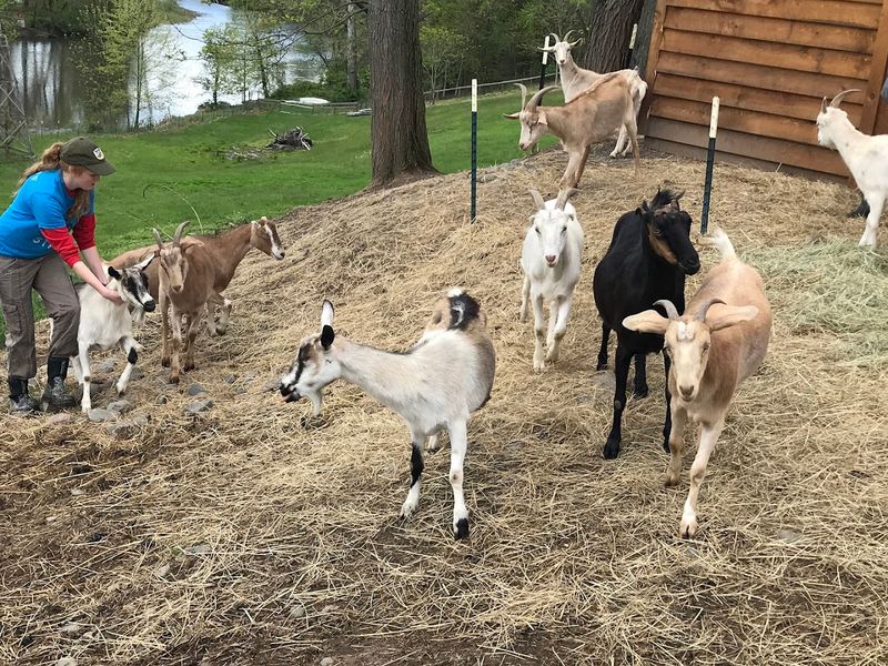Woodstock Farm Sanctuary, High Falls, New York Woodstock Farm Sanctuary, High Falls, New York
