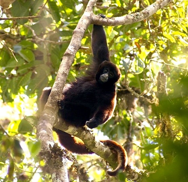 Yellow-tailed Woolly Monkey Yellow-tailed Woolly Monkey